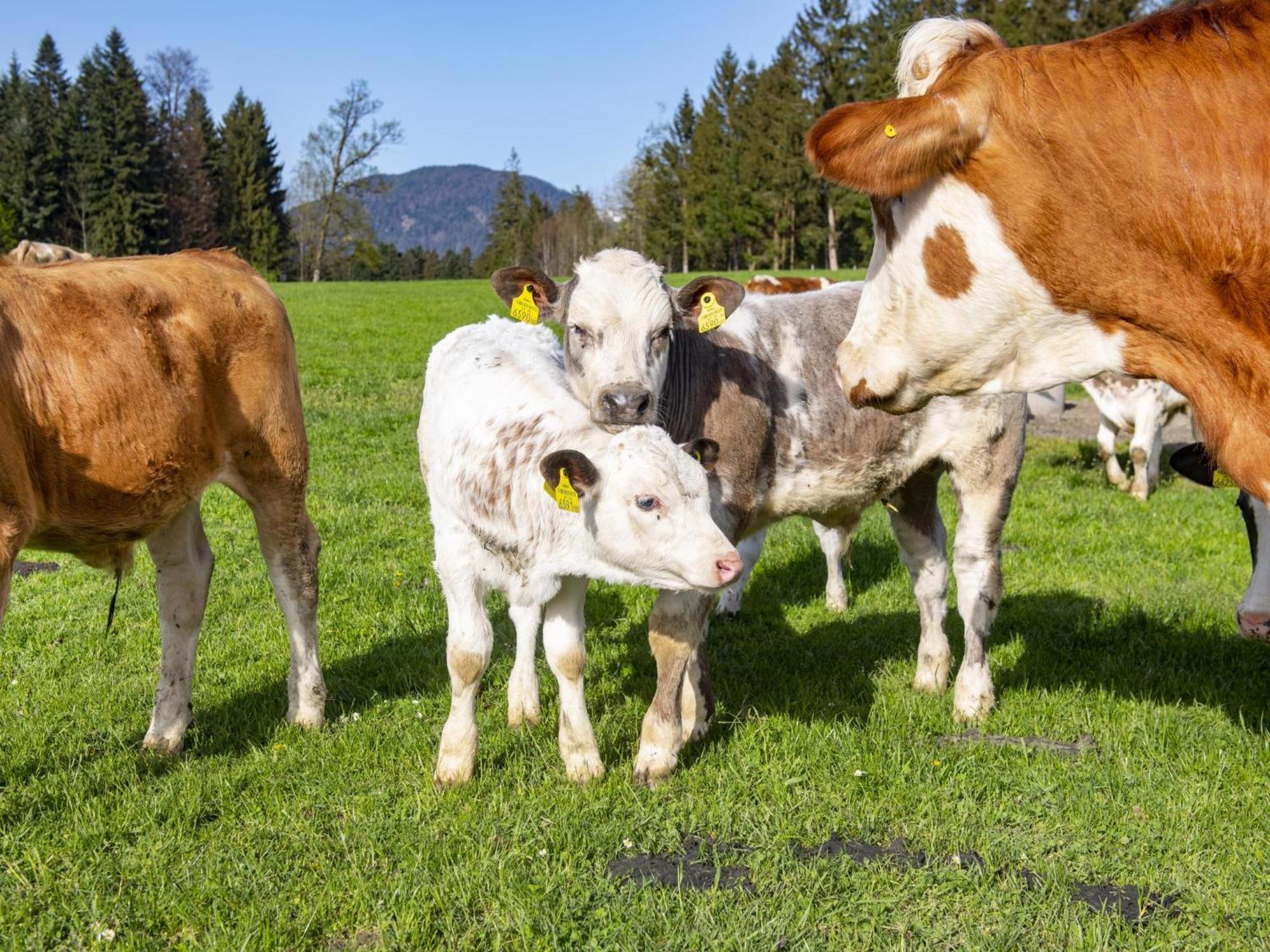 Ferienwohnung Auszeit Am Bauernhof Schwoich Exterior foto