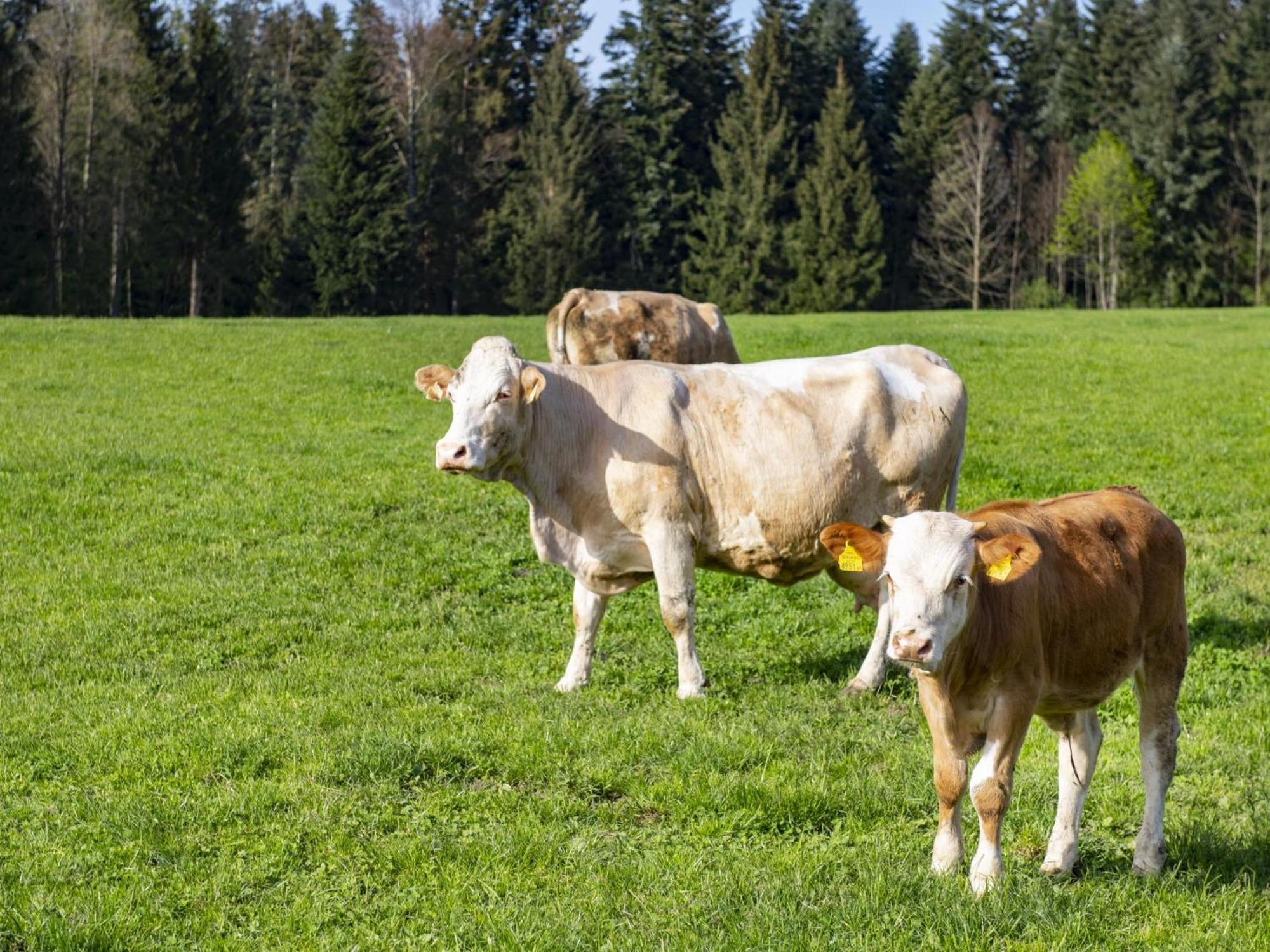Ferienwohnung Auszeit Am Bauernhof Schwoich Exterior foto
